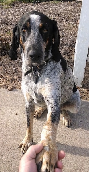 are bluetick coonhounds intelligent dogs