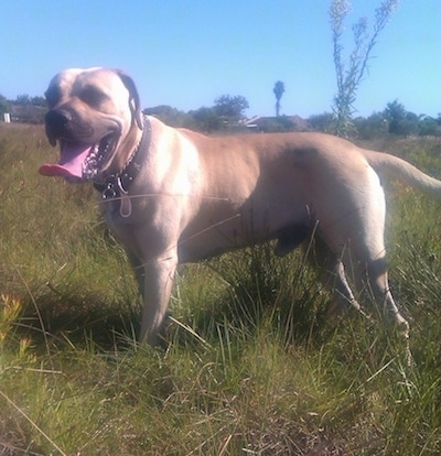 Duke the Boerboel standing outside in tall grass with its mouth open and tongue out