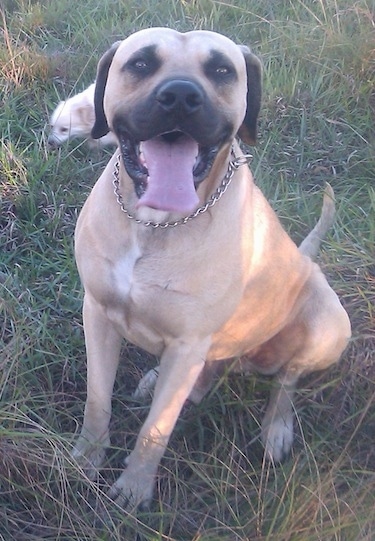 Duke the Boerboel wearing a choke collar sitting outside with its mouth open and tongue out. There is another dog running behind him