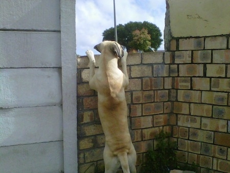 Duke the Boerboel jumping up against a brick wall to look over it
