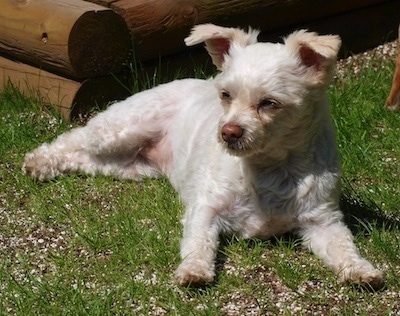 The front left side of a tan and white Bolo-chi that is laying in a yard and it is looking to the left.