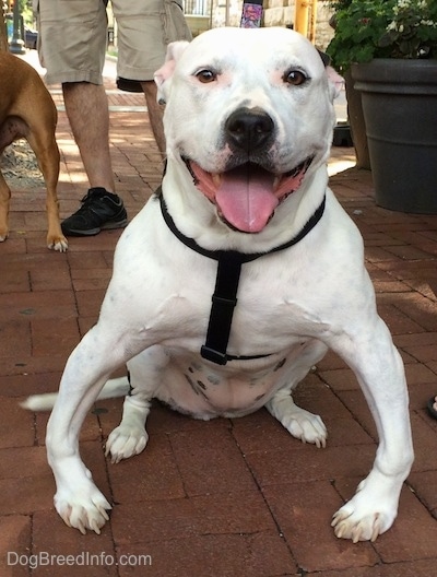 Koa the Bullypit is sitting outside on a brick surface. Koas mouth is open and tongue is out and his front legs are bowed way out to the sides