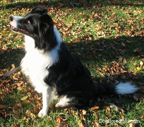 Right Profile - Audria the Border Collie sitting outside in leaves with its mouth open