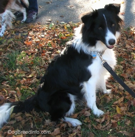 Audria the Border Collie sitting in a small pile of leaves. Another dog is in the background