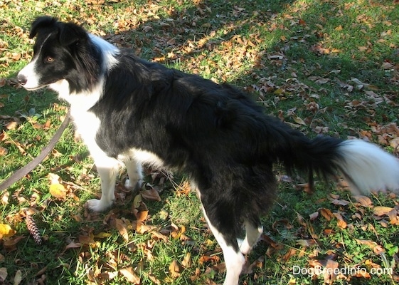 Audria the Border Collie standing in grass and looking to the left