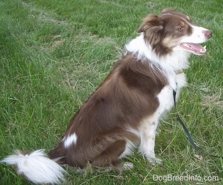 Left Profile - Scottie the Border Collie sitting outside