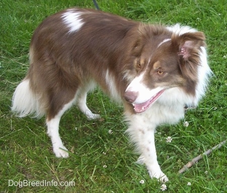 Scottie the Border Collie standing on grass in front of a stick with its head looking to the right