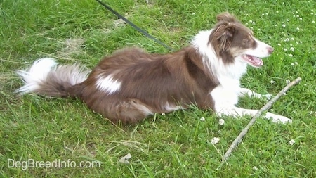 Left Profile - Scottie the Border Collie laying in grass with the stick on his front paws