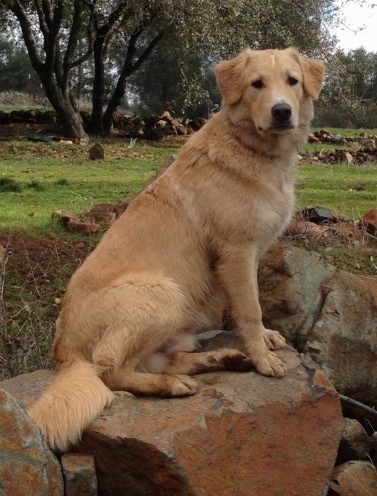 pyrenees and border collie mix