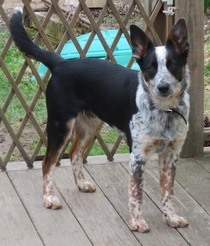 white texas heeler