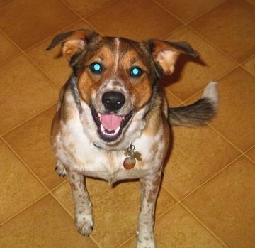 View from the top looking down at a smiling  tan, brown and white ticked medium sized dog. It is sitting on a tan tiled floor and it is looking up. Its mouth is open and tongue is out.