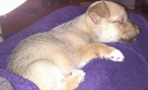 The right side of a tan Border Malamute Terrier puppy that is laying across a persons legs, on top of a blanket.