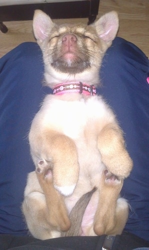 A tan Border Malamute Terrier puppy is laying on its back in a persons laps.