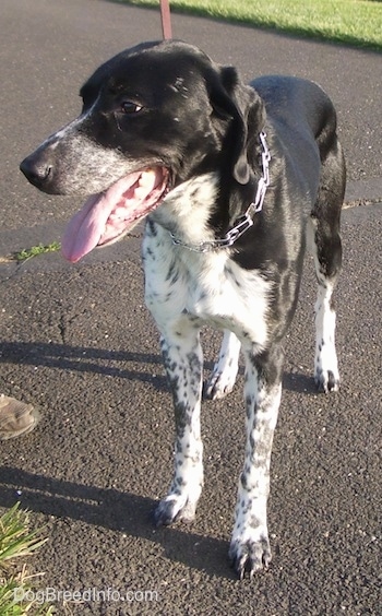 A black with white Border Point is standing across a blacktop, it is looking to the left, its mouth is open and its tongue is out