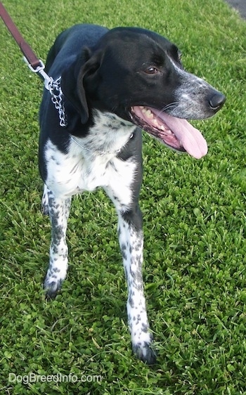 A black with white Border Point dog walking on grass with its mouth open and its tongue is out and it is looking to the right.