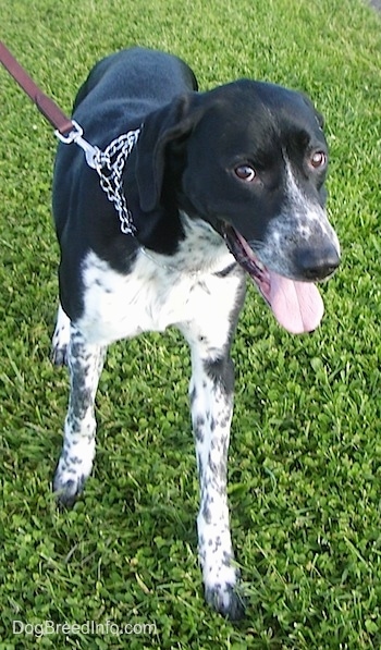 A black and white Border Point is walking down grass with its mouth open and tongue out.