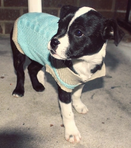 The front right side of a black with white Bossie puppy that is wearing a sweater, standing on a porch, under a table and it is looking to the left.