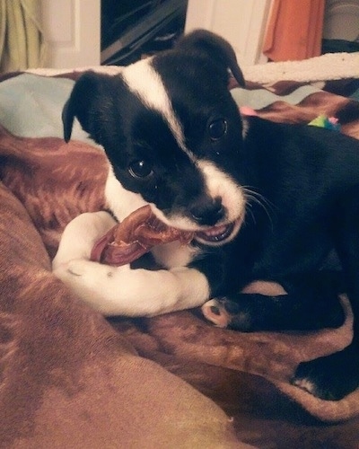 Close up - The left side of a black with white Bossie puppy that is laying on a bed and it is chewing on a chewy stick.