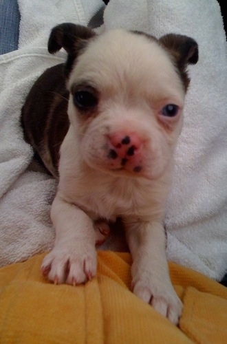 Close Up - A brown with white Bossie puppy is laying on a towel in a persons lap