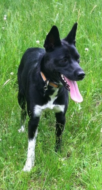 cattle dog terrier