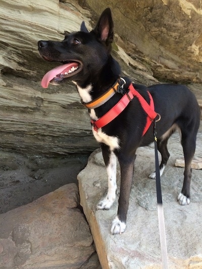The front left side of a black with white Boston Cattle Dog that is standing across a rock next to a cave. Its mouth is open and its tongue is out.