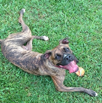 A large breed brown brindle dog laying in grass looking up at the camera holder with an orange tennis ball in front of him. The dog has a large wide tongue that is showing with its open mouth.
