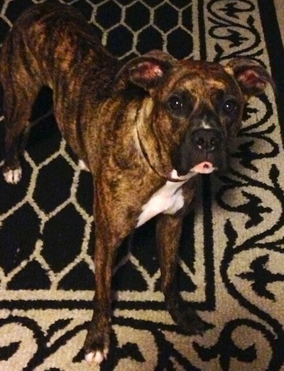 A tall large breed  brown brindle dog with a white chest standing on a tan and black rug looking at the camera holder with its tongue curled.