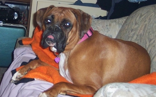 Bindi the Boxer laying on a couch cuddled with an orange blanket with her tongue out