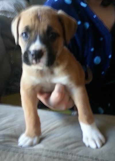 Close up - A brown with white and black Boxsky puppy is being held by a person and it is standing on a couch cushion.