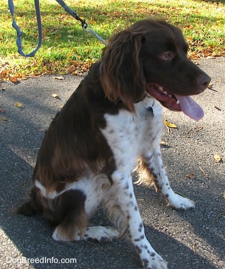 Scout the Brittany sitting on a blacktop with its mouth open and tongue out