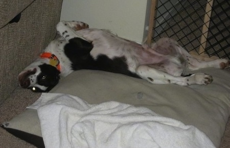 Waylon Jennings the Brittany Spaniel laying on its back belly-up on a dog bed pillow and stretched up against a tan couch