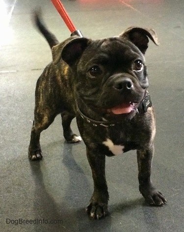 Jax the Bugg puppy standing on a concrete floor with his mouth open looking happy and his tail is wagging