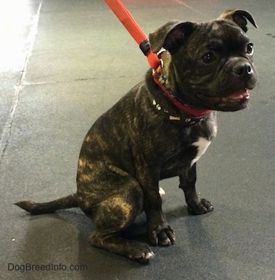 Jax the Buggs puppy wearing a red leash and collar sitting on the concrete floor with his mouth open