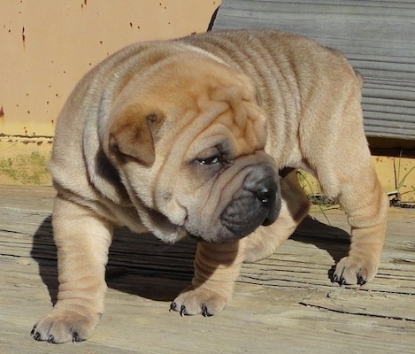 JJ the Bull-Pei puppy looking into the distance while walking down wooden steps