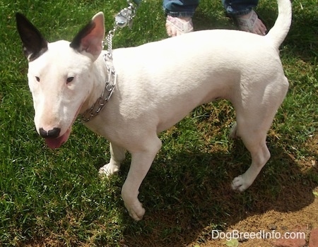 Clementine the Bull Terrier wearing a pinch collar standing in grass and looking towards the camera holder with its mouth open and tongue out while on a leash with a person's feet behind him