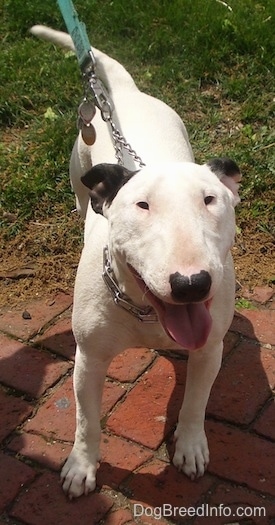 Clementine the Bull Terrier standing on a brick walk way looking at the camera holder with its mouth open and tongue out