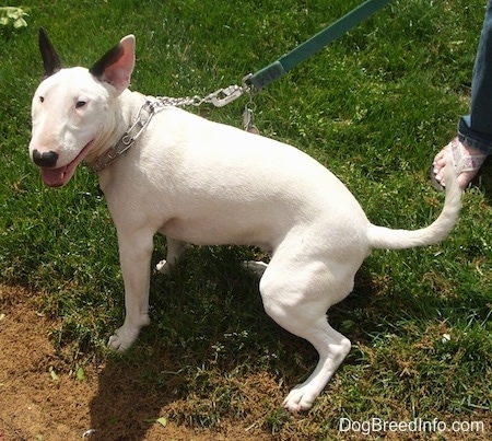 Clementine the Bull Terrier sitting in grass with a person behind her holding her leash