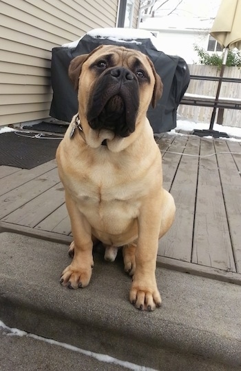 3 month old bullmastiff