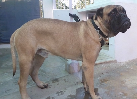 Rambo the Bullmastiff standing outside on concrete with his leash attached to a pole behind him