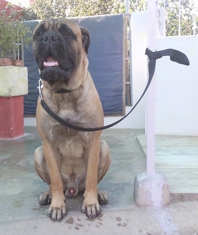 big bullmastiff dogs