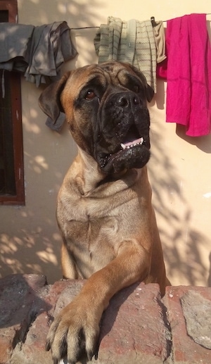 Bullmastiff Height And Weight Chart