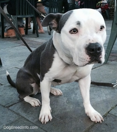 american bulldog and bull terrier mix