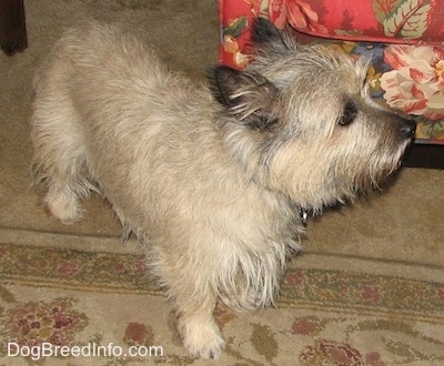 Tobe the Cairn Terrier is standing in front of a chair on a rug and looking to the right