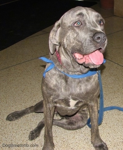 cane corso blue grey