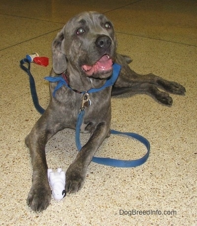 Zeus the blue brindle Italian Mastiff is laying on a linoleum floor with its mouth open and tongue out. Zeus is also wearing a blue bandana and a blue leash with plastic poop bags at the end of it
