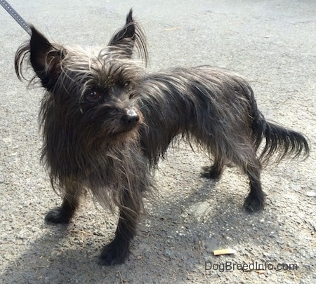 cairn terrier yorkie mix puppies for sale