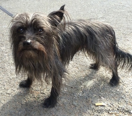 Kobi the Carkie standing on a blacktop next to a cigarette butt and looking at the camera holder