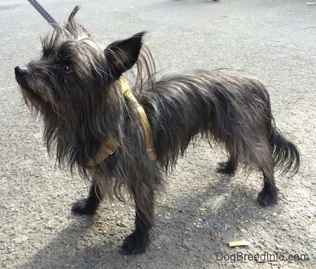 Kobi the Carkie standing on a blacktop next to a cigarette butt and looking past the camera holder