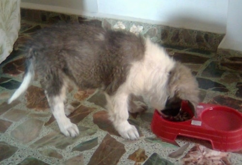 Lion the Caucasian Sheepdog Puppy eating dry food out of a double sided red dog bowl with water on the other side of the bowl