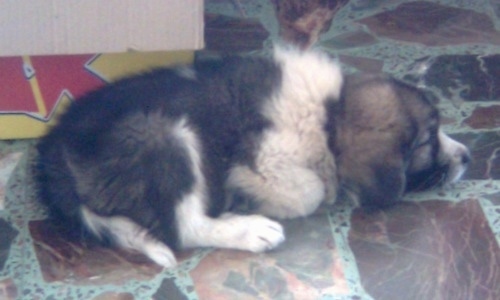 Lion the Caucasian SheepdogPuppy sleeping on a floor in front of a box